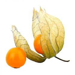 Physalis fresca caja 100g