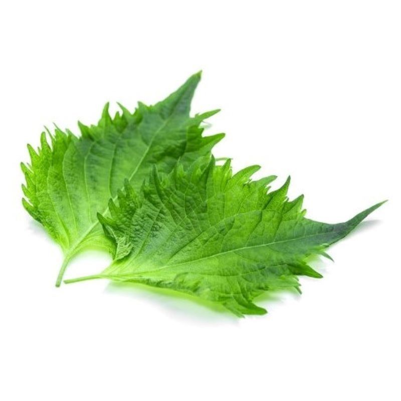 Hoja de Shiso Fresco 60g 15u Hoja de Shiso Fresco 60g 15u