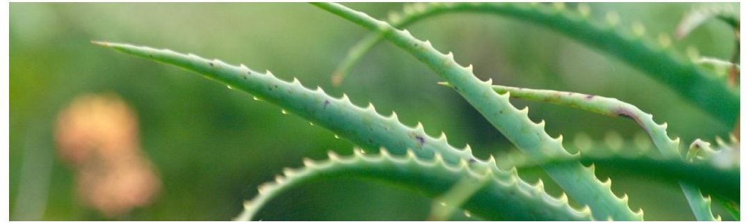 Comprar bebidas de Aloe Vera