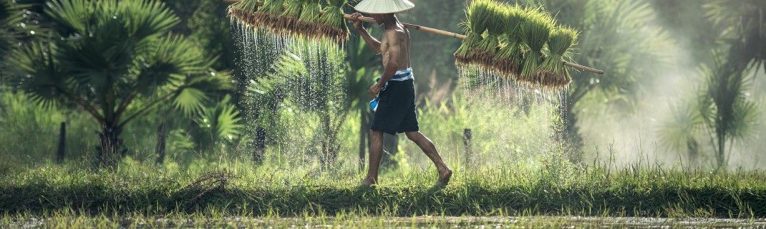 Arroz Jazmín de Tailandia y Vietnam