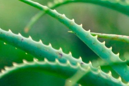 Bebidas de Aloe Vera