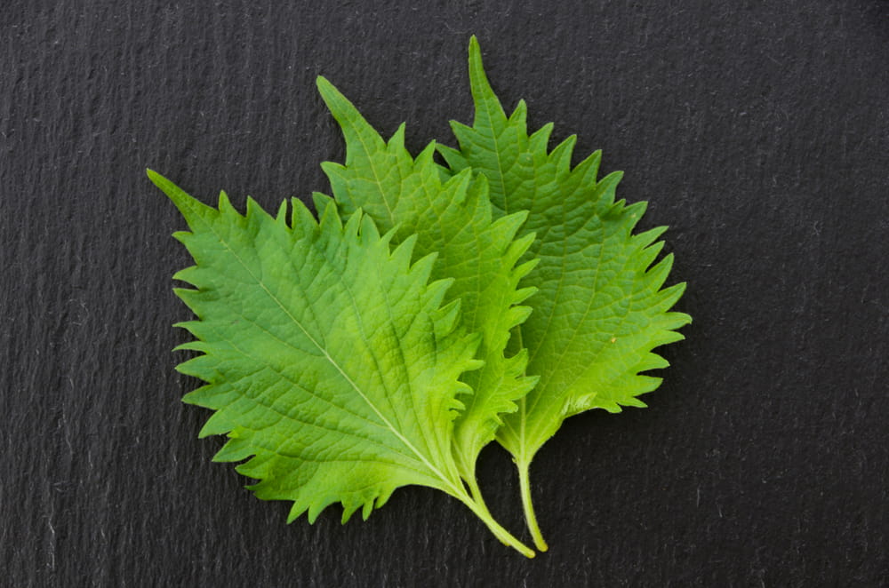 shiso albahaca japonesa