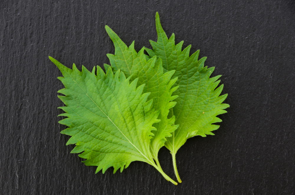 Le shiso dans la cuisine japonaise