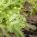 Cilantro: propiedades, orígen y usos en la cocina